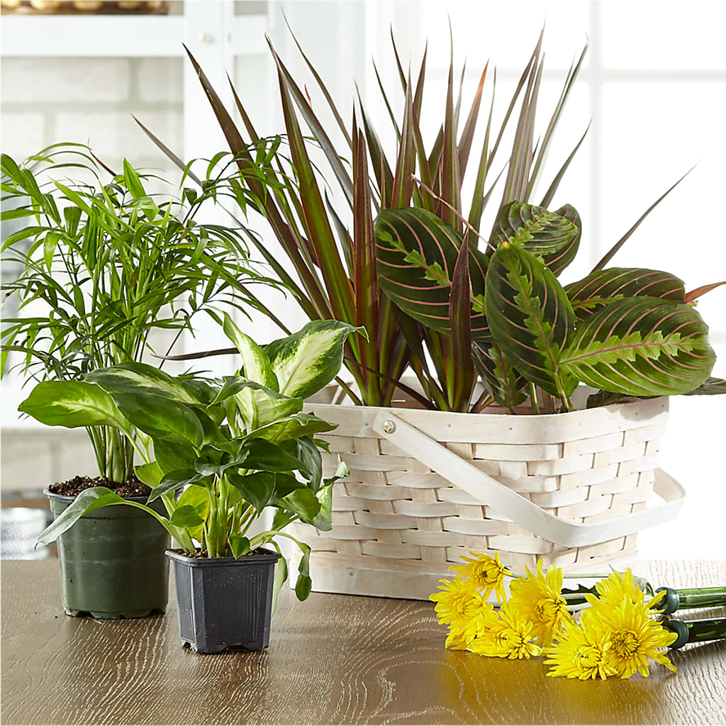 Florist Designed Blooming and Green Plants in a Basket – SADIE'S FLOWER SHOP, Rayne LA