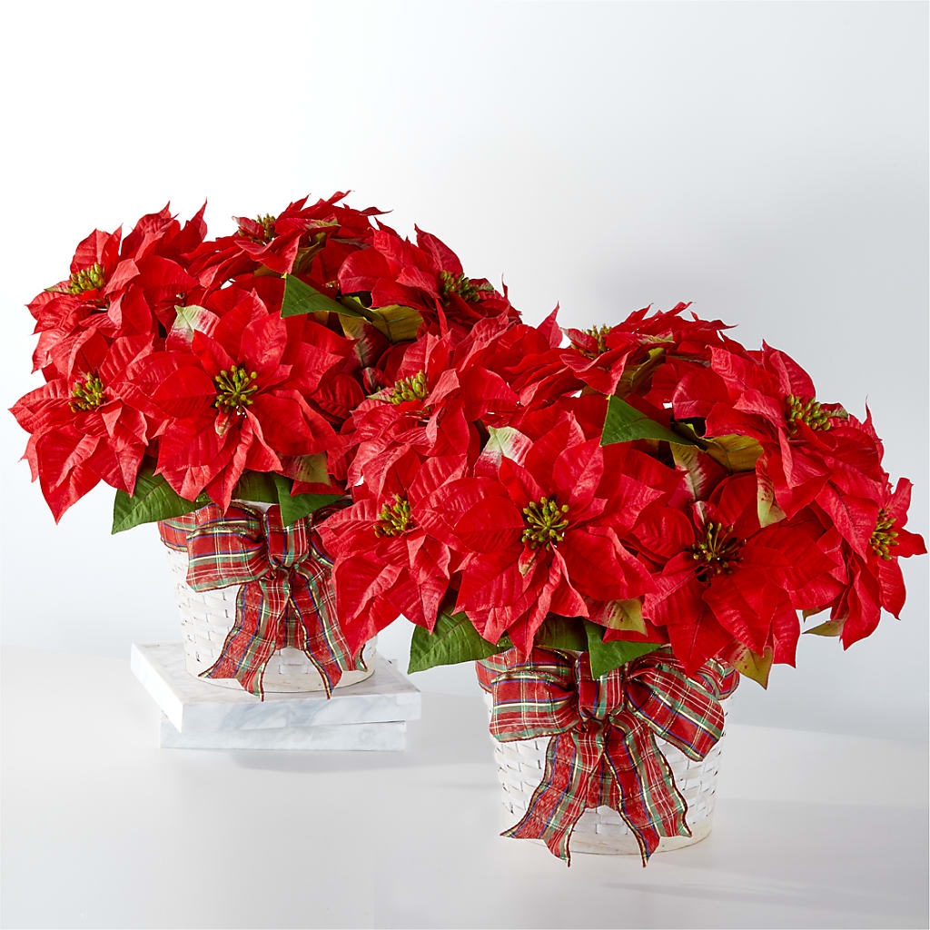 Happiest Holidays Poinsettia Bundle – SADIE'S FLOWER SHOP, Rayne LA