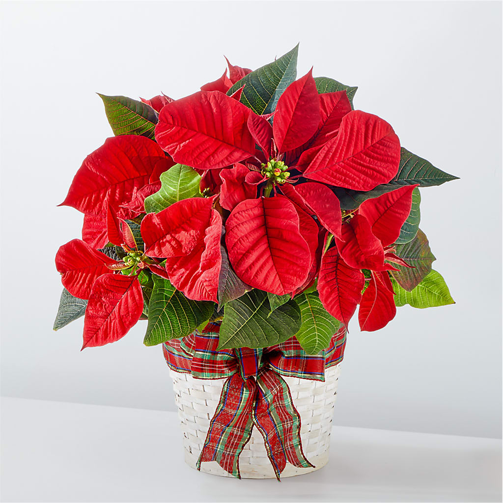 Happiest Holidays Poinsettia – SADIE'S FLOWER SHOP, Rayne LA