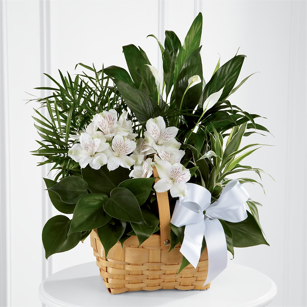 Peace & Serenity Dishgarden – SADIE'S FLOWER SHOP, Rayne LA
