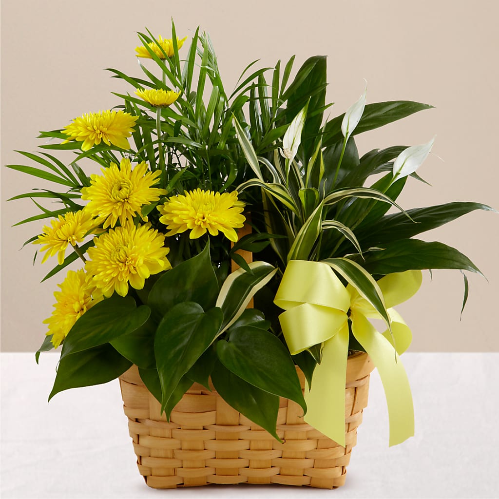 Loving Light Dishgarden – SADIE'S FLOWER SHOP, Rayne LA