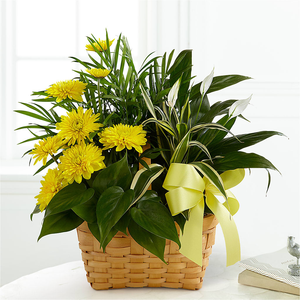 Loving Light Dishgarden – SADIE'S FLOWER SHOP, Rayne LA