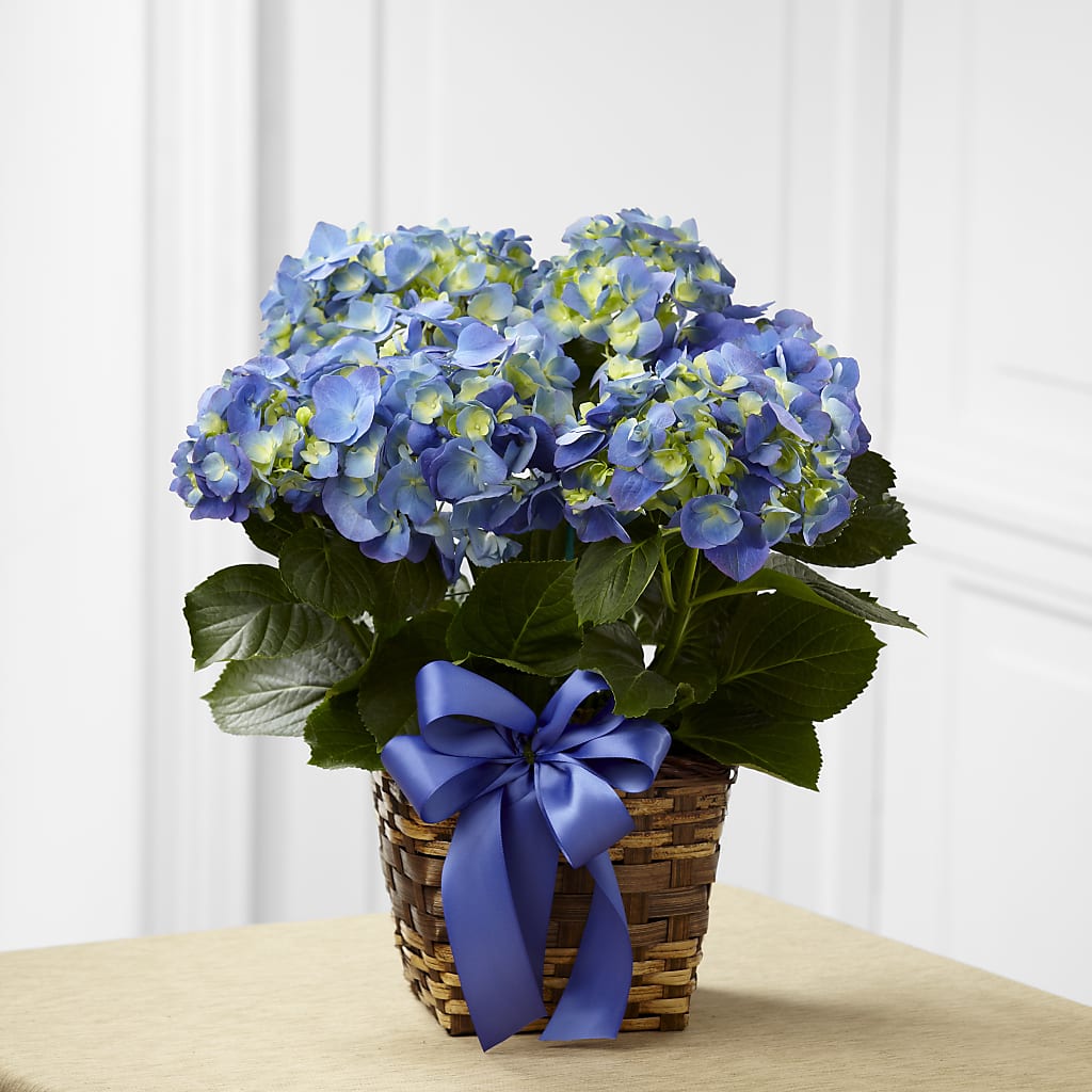 Blue Hydrangea Planter – SADIE'S FLOWER SHOP, Rayne LA
