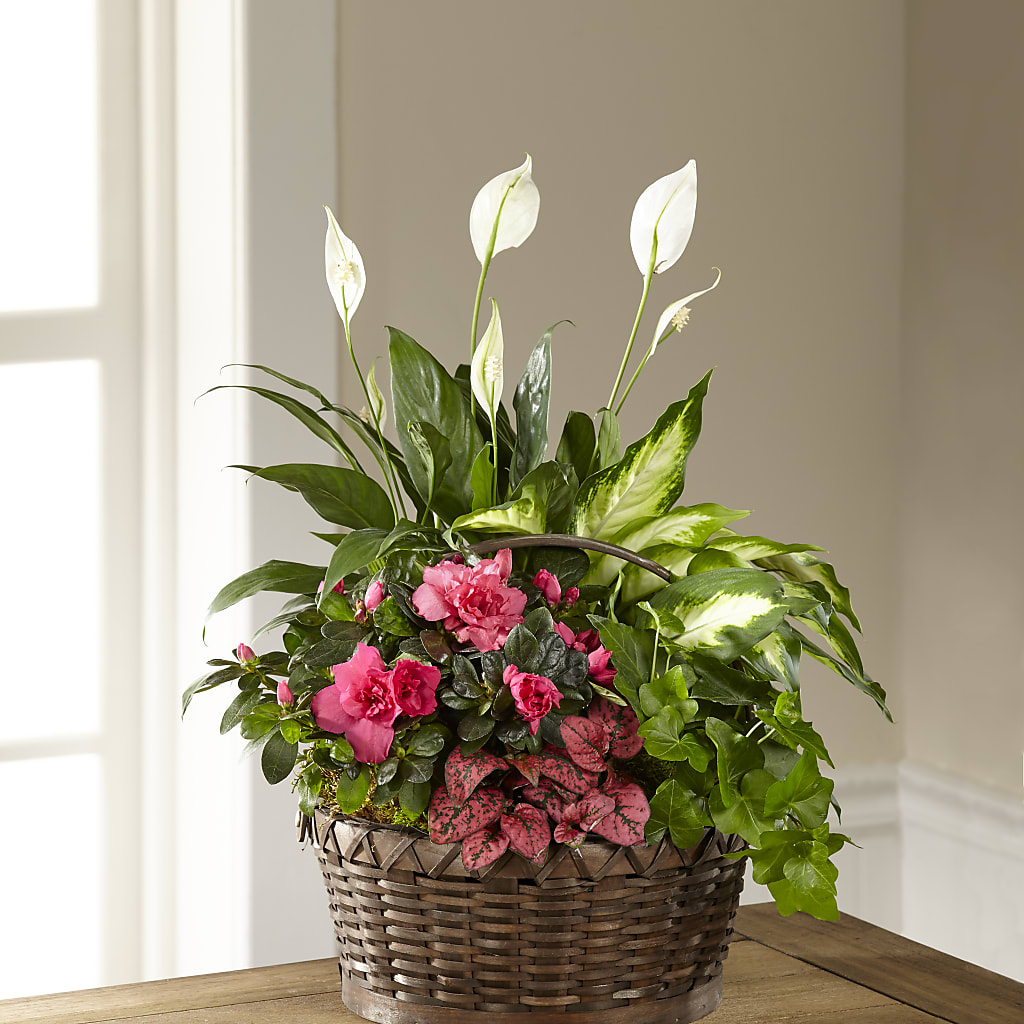 Dream in Pink Dishgarden – SADIE'S FLOWER SHOP, Rayne LA