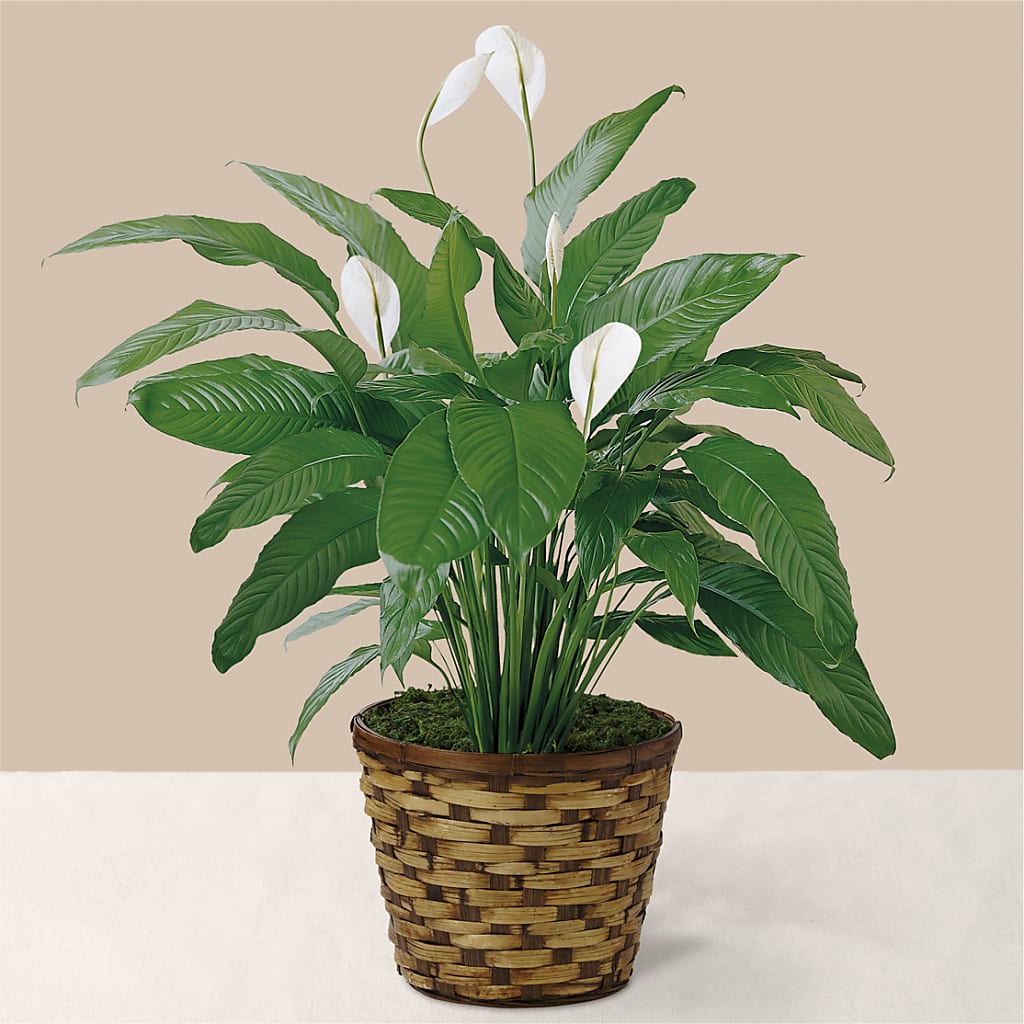 Tranquil Moments Peace Lily Plant – SADIE'S FLOWER SHOP, Rayne LA