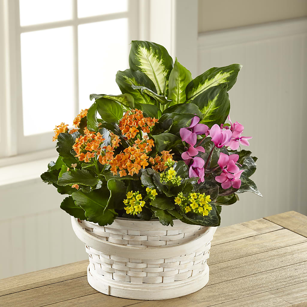 Color Crush Dishgarden – SADIE'S FLOWER SHOP, Rayne LA
