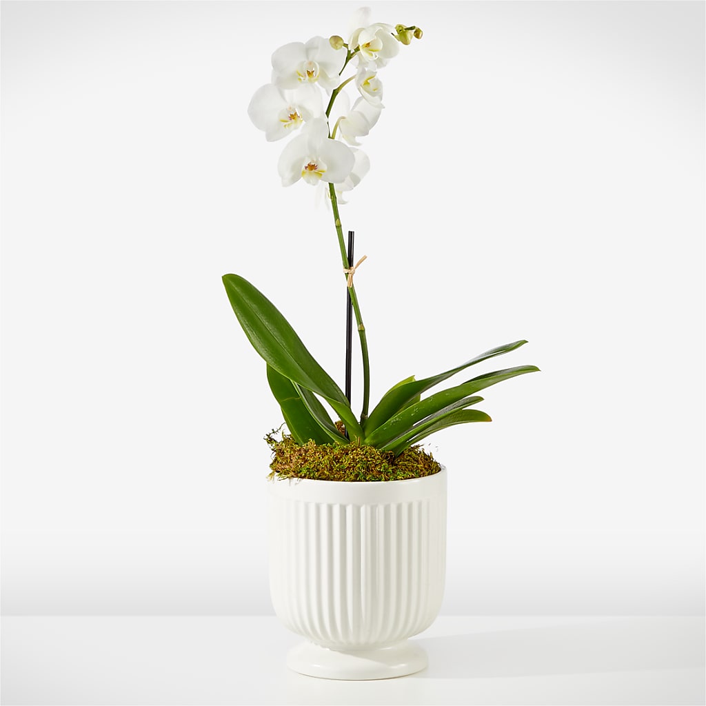 Whispering White Orchid – SADIE'S FLOWER SHOP, Rayne LA
