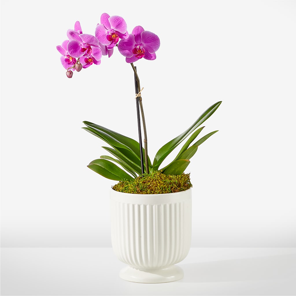 Friendly Fuchsia Orchid – SADIE'S FLOWER SHOP, Rayne LA