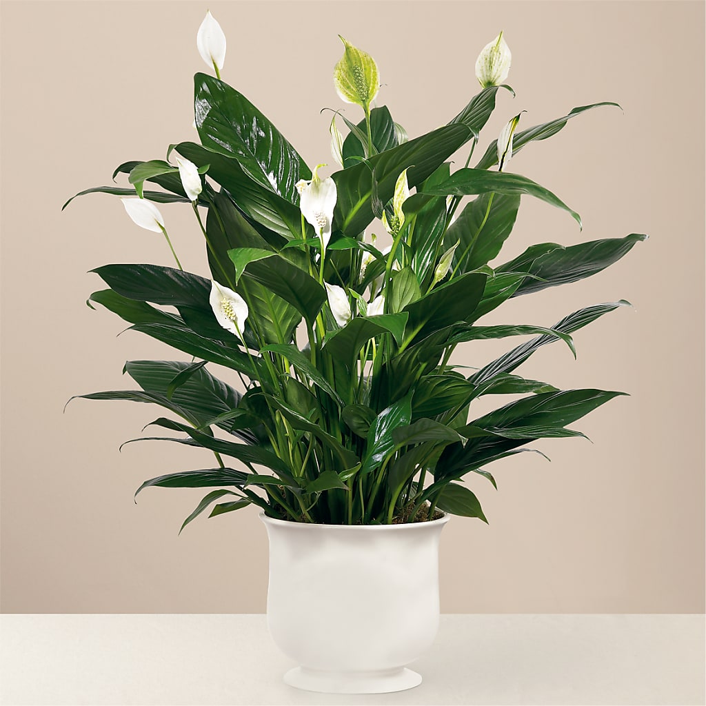Comfort Planter – SADIE'S FLOWER SHOP, Rayne LA