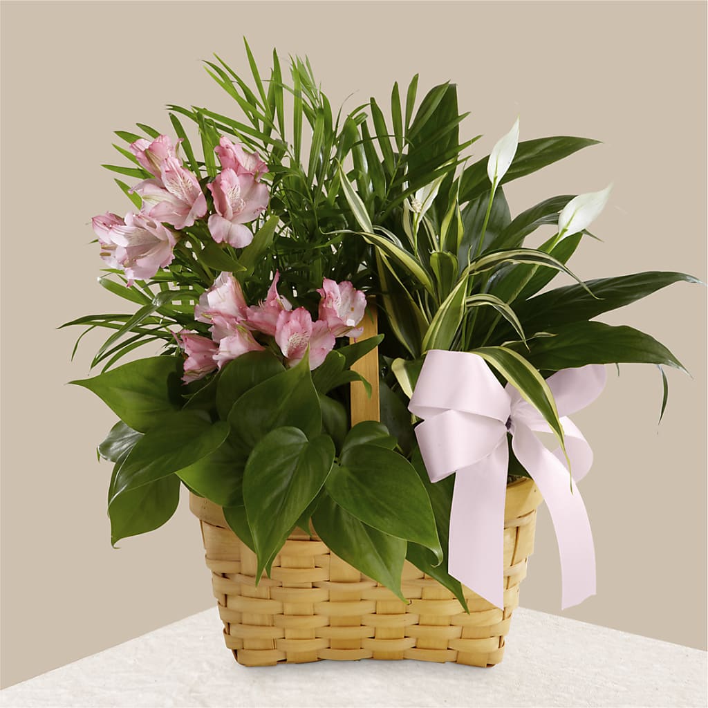 Living Spirit Dishgarden – SADIE'S FLOWER SHOP, Rayne LA