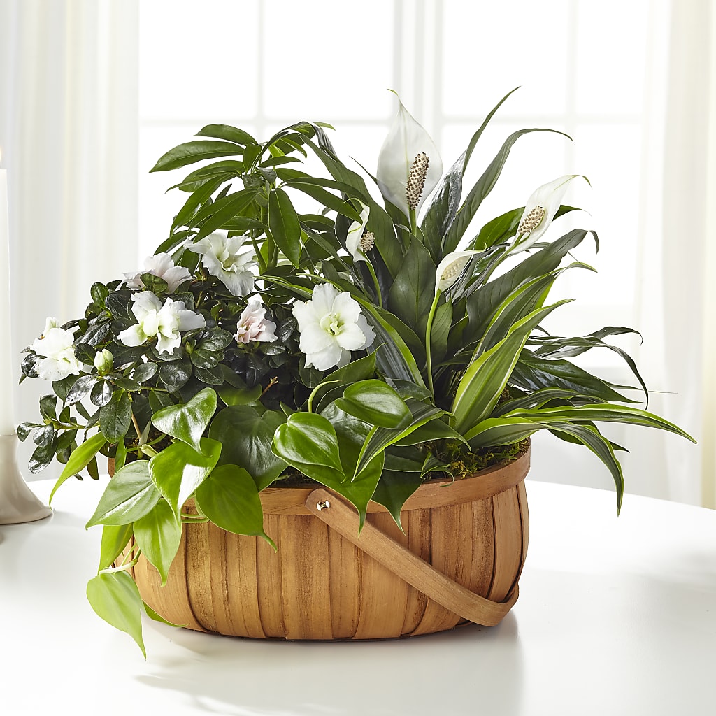 Serene Dishgarden – SADIE'S FLOWER SHOP, Rayne LA