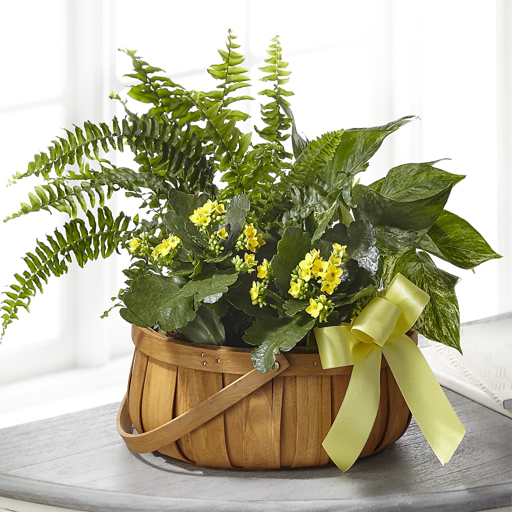 Always Dear Dishgarden – SADIE'S FLOWER SHOP, Rayne LA