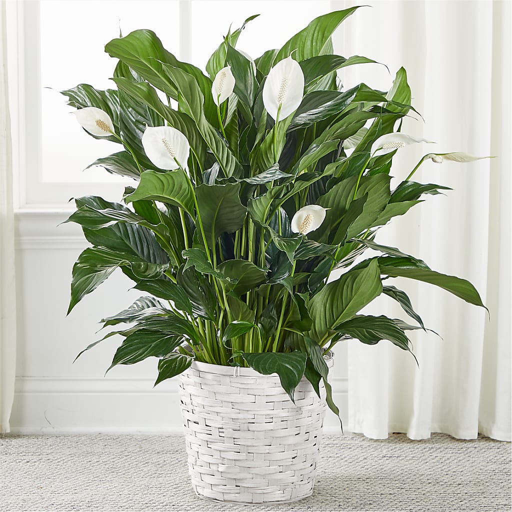 A New Leaf Peace Lily – SADIE'S FLOWER SHOP, Rayne LA