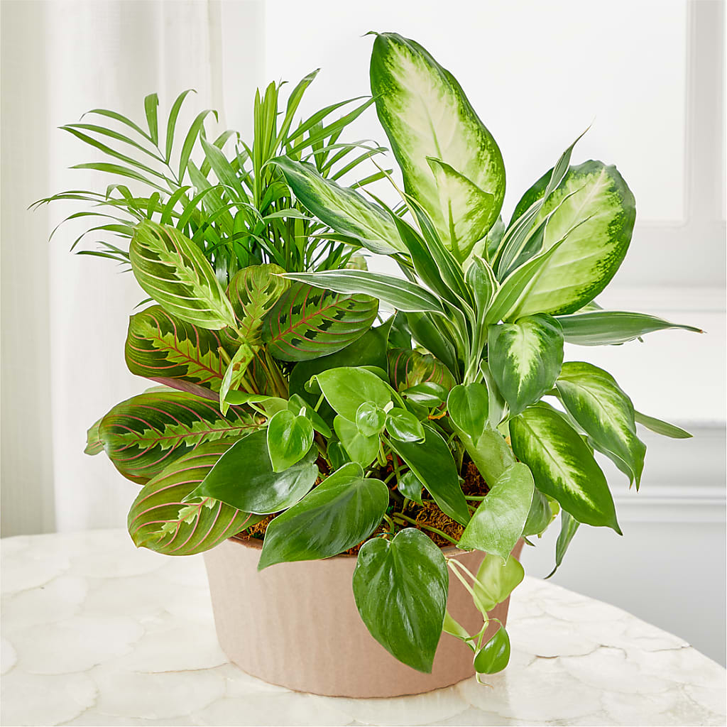 Balance & Harmony Dishgarden – SADIE'S FLOWER SHOP, Rayne LA