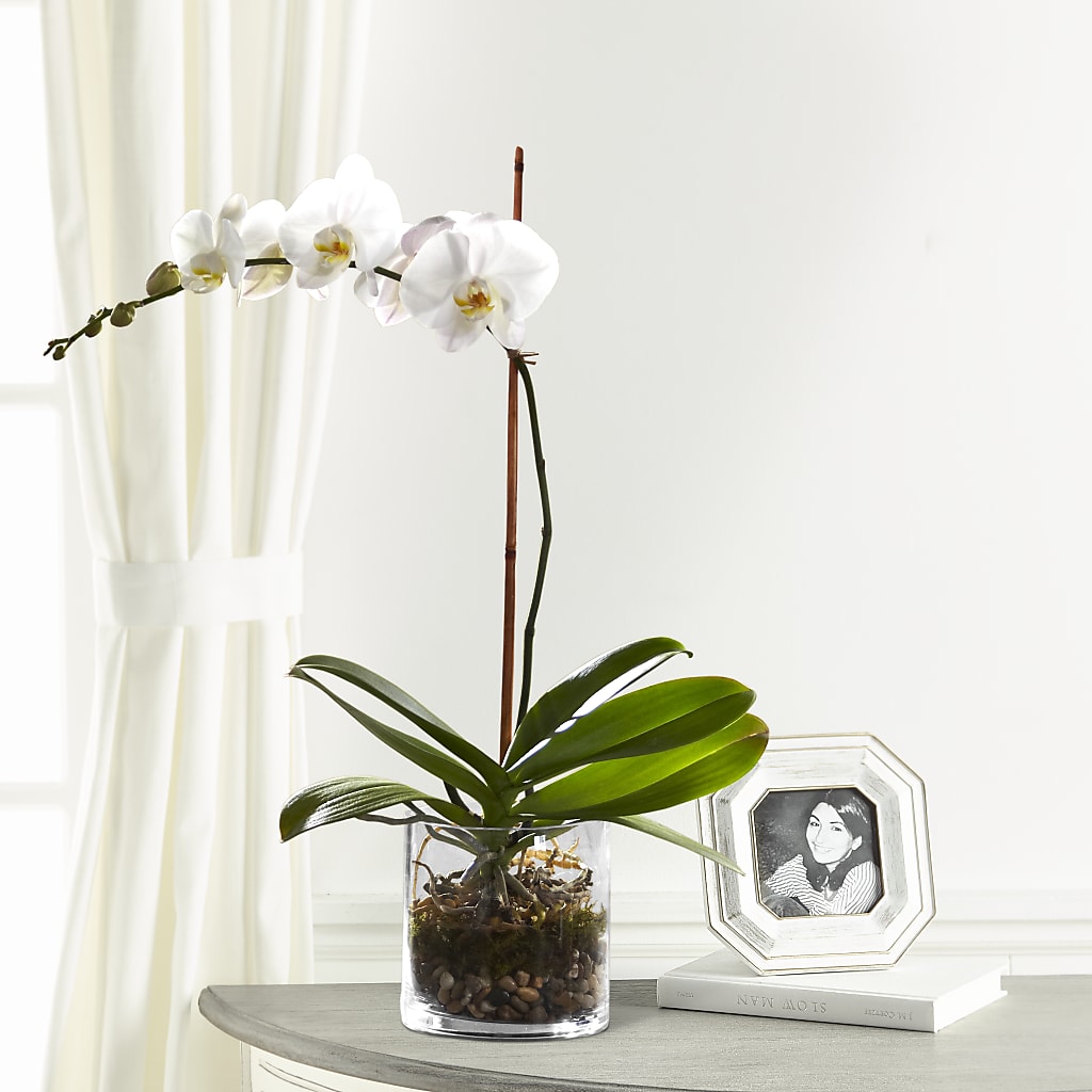 White Orchid Planter – SADIE'S FLOWER SHOP, Rayne LA