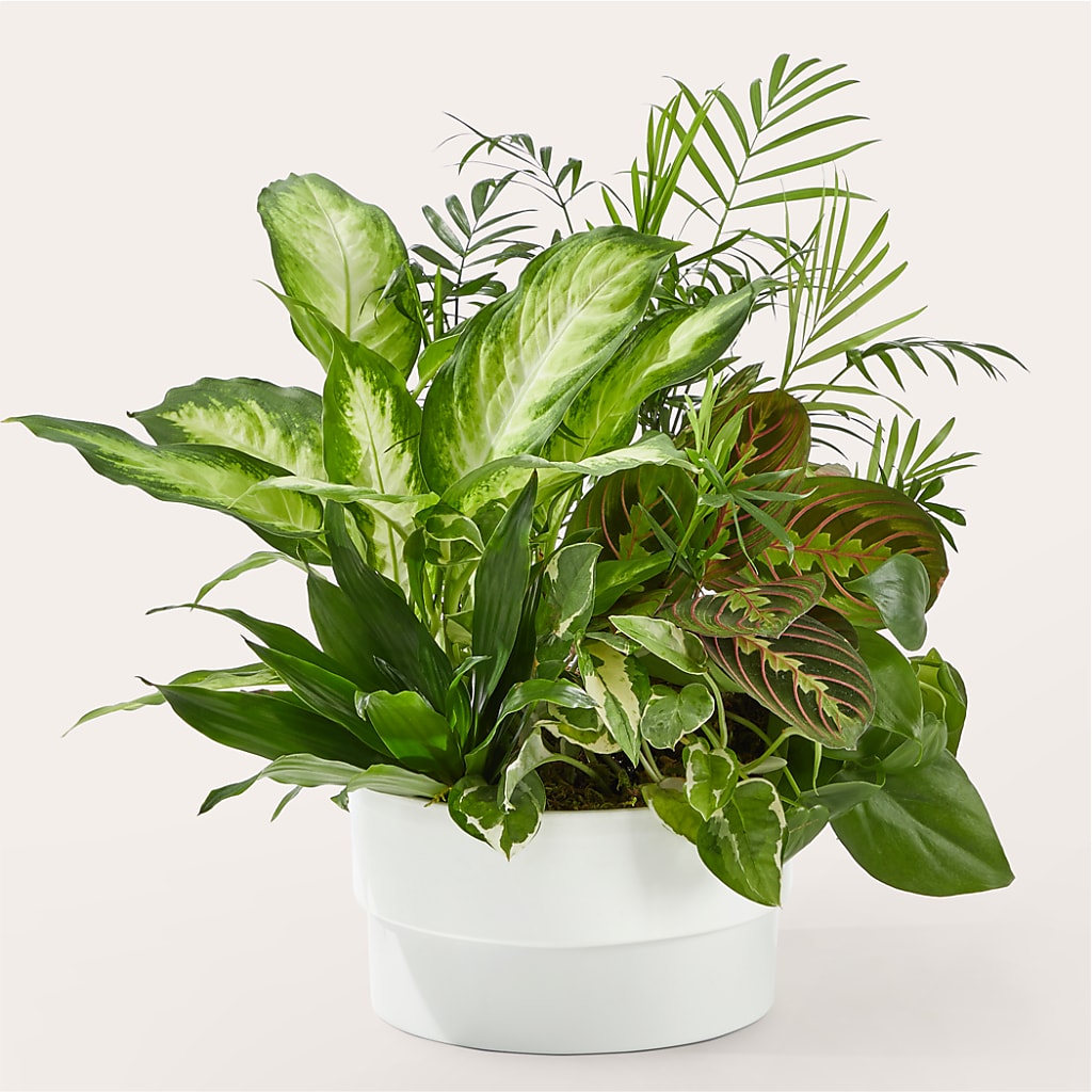Radiating Positivity Dishgarden – SADIE'S FLOWER SHOP, Rayne LA
