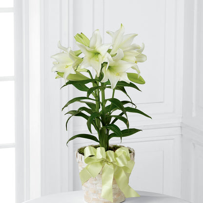 Easter Lily Plant – SADIE'S FLOWER SHOP, Rayne LA