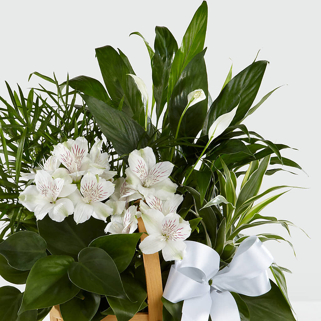Peace & Serenity Dishgarden – SADIE'S FLOWER SHOP, Rayne LA