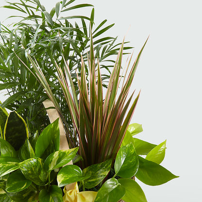 French Garden – SADIE'S FLOWER SHOP, Rayne LA