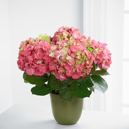Pink Hydrangea Planter – SADIE'S FLOWER SHOP, Rayne LA