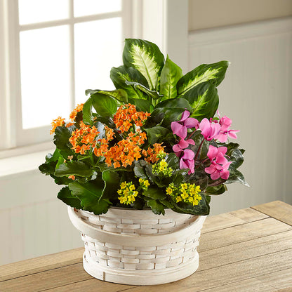 Color Crush Dishgarden – SADIE'S FLOWER SHOP, Rayne LA