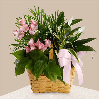 Living Spirit Dishgarden – SADIE'S FLOWER SHOP, Rayne LA