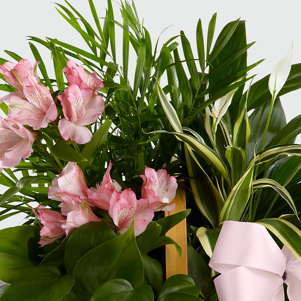 Living Spirit Dishgarden – SADIE'S FLOWER SHOP, Rayne LA