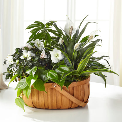 Serene Dishgarden – SADIE'S FLOWER SHOP, Rayne LA
