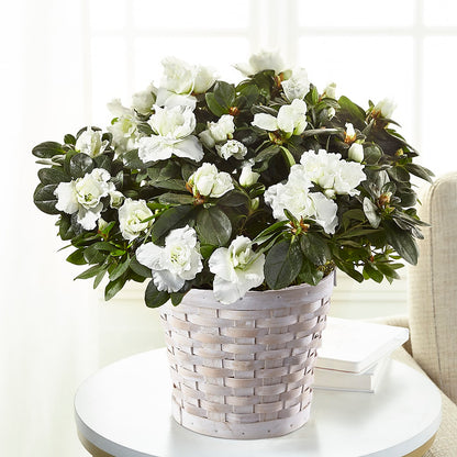 White Azalea Plant – SADIE'S FLOWER SHOP, Rayne LA
