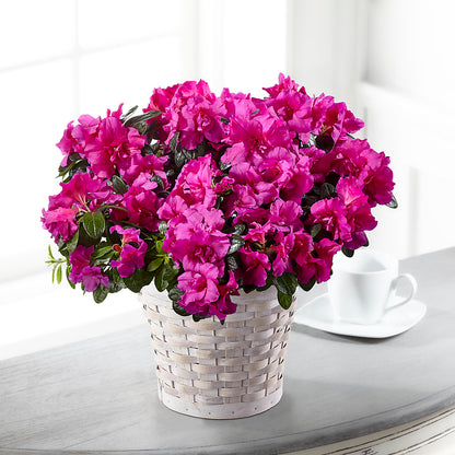 Hope & Serenity Azalea Plant – SADIE'S FLOWER SHOP, Rayne LA