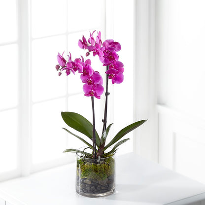 Pink Orchid Plant – SADIE'S FLOWER SHOP, Rayne LA