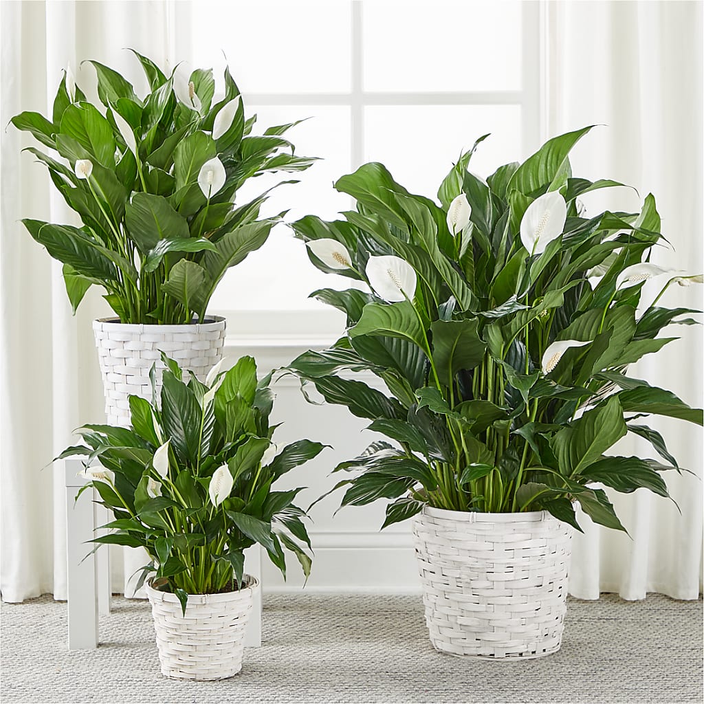 A New Leaf Peace Lily – SADIE'S FLOWER SHOP, Rayne LA