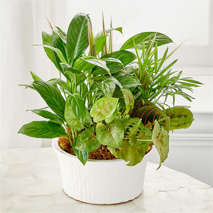Balance & Harmony Dishgarden – SADIE'S FLOWER SHOP, Rayne LA