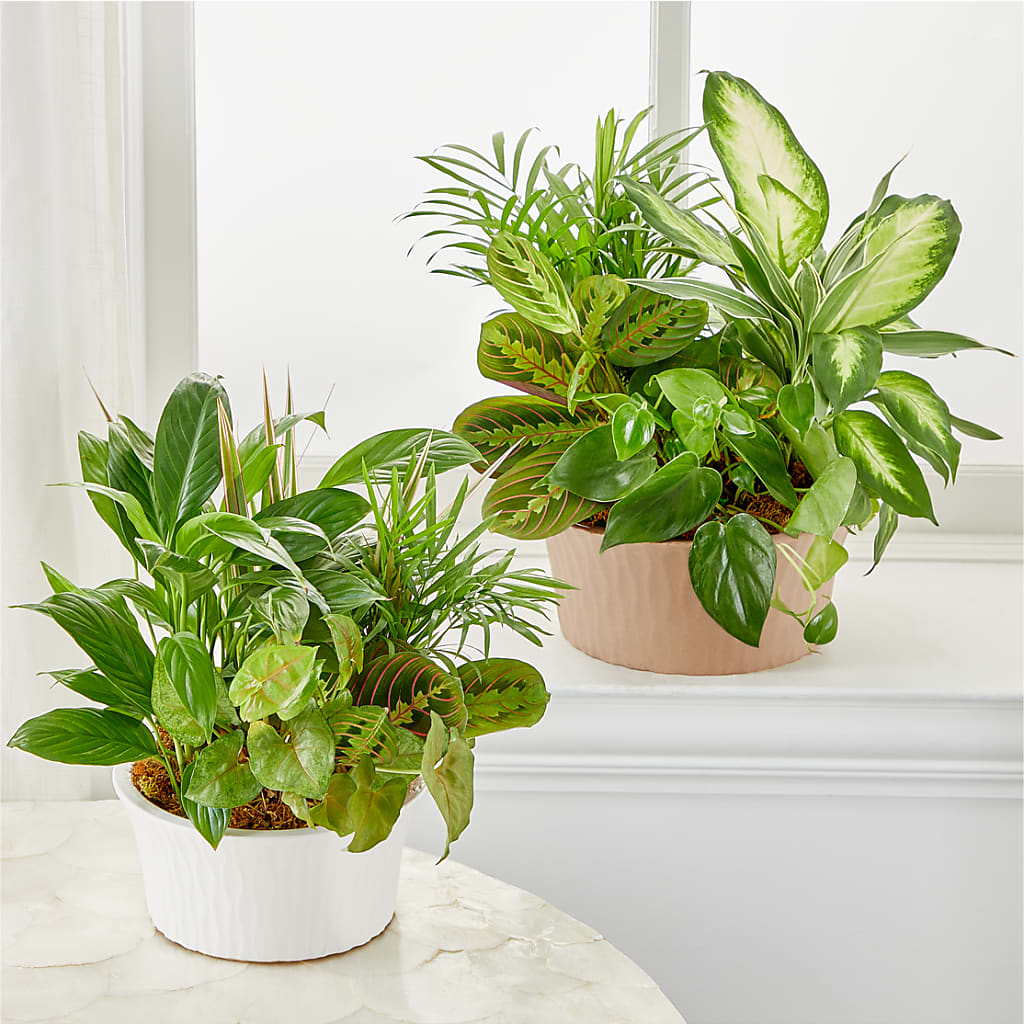 Balance & Harmony Dishgarden – SADIE'S FLOWER SHOP, Rayne LA