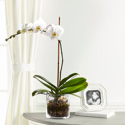 White Orchid Planter – SADIE'S FLOWER SHOP, Rayne LA